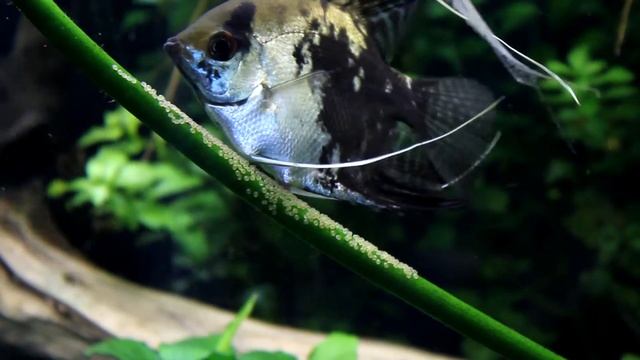 Отблизо - Скаларии хвърлят хайвер Angelfish laying eggs