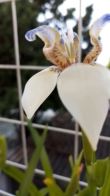 En mi balcón ❤️ смотреть онлайн