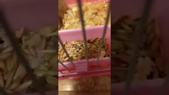 Хомяк друга. Часть 2.