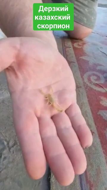 Укус скорпиона #животные #скорпион #тренды #концерты смотреть онлайн