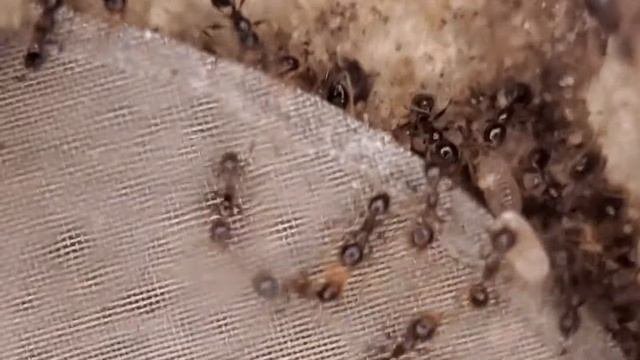 Pheidole Megacephala