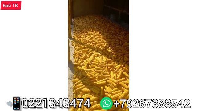 САТЫЛДЫ УБАРА БОЛУП КАЛАСЫЗ! смотреть онлайн