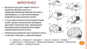 Филогенез и Онтогенез нервной системы 05