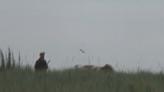 НЫРКОВАЯ УТКА,  УТЯТА И ОБВОДНОЙ СЛИВ.  31. 07. 2022