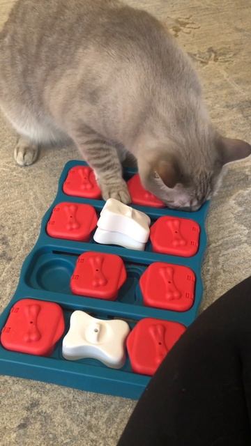 Cat Solving Level 2 Dog Puzzle