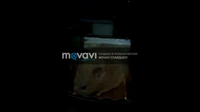 Побег хомяка смотреть онлайн