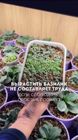 ☘️Вырастить базилик не составляет труда, если соблюдать простые правила🙌
