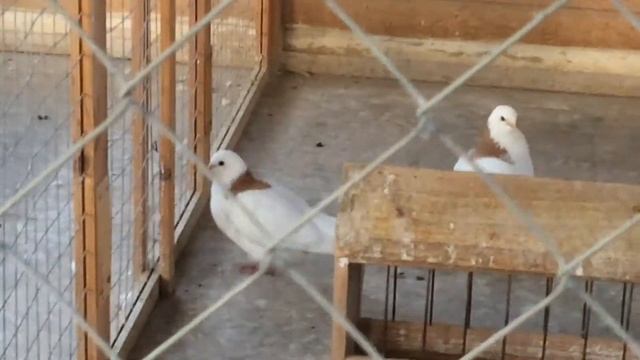 Гривун небирун и его голубка , это любовь 💕 😍 смотреть онлайн