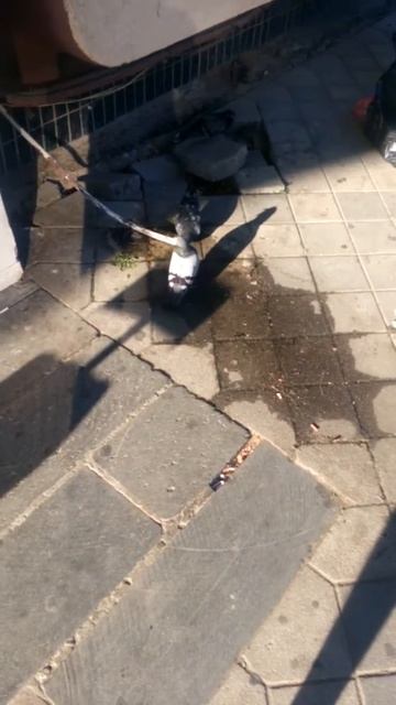 Голуби и труба от кондиционера смотреть онлайн