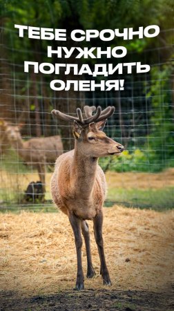 ДУМАЕШЬ, ОЛЕНИ — ТОЛЬКО В НОРВЕГИИ? #кавказ #горы #ставрополье #оленьяферма #горы