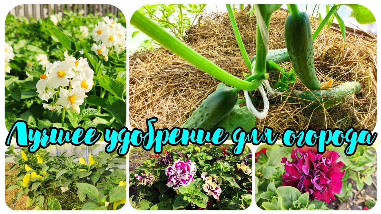 Бесплатное живое УДОБРЕНИЕ ДЛЯ ВСЕХ/ Free live fertilizer for everyone