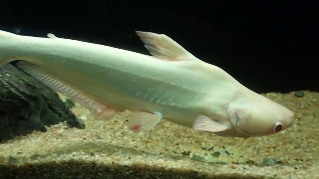 Albino Iridescent Shark смотреть онлайн