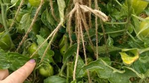 обзор, томат от,, семена Алтая,, грасногвардеец,, хорошо завязался., по непростым условиям.