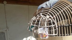 ОВОЗИ КАБК ШИКОРИ КЕКЛИК КУРОПОТКА МАРХАМАТ ДУСТДОРОНИ КАБК ТАМОШО КУНЕД ВА ЛАЙКРО ЗЕР КУНЕД