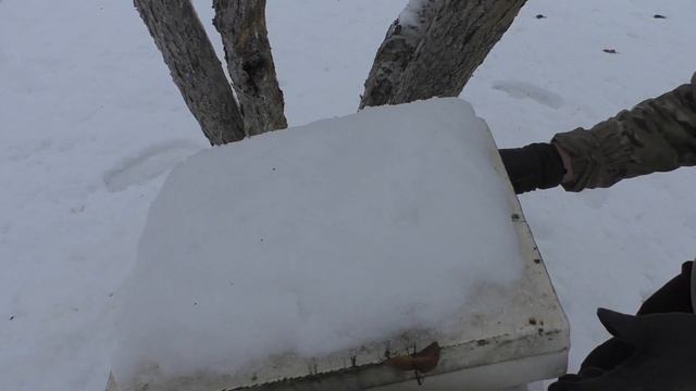 Пчелопакеты на весну.Контрольный осмотр. смотреть онлайн