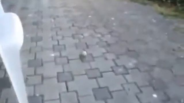 Дружба птицы и собаки смотреть онлайн