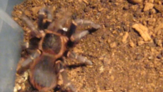 Acanthoscurria juruenicola vs cockroach смотреть онлайн