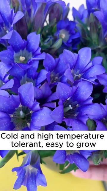 Rare purple gentian flowers are hereNew spring productsEasy to bloom!garden plants flower