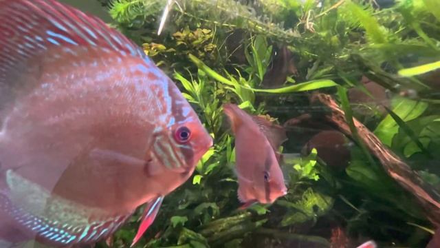 Day 23 S5 Discus & Ranchu Paradise @kunstimmer 4K смотреть онлайн