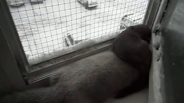 Норки на окне. Первый снег.1 смотреть онлайн