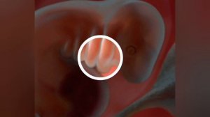 6 HAFTALIK HOMILA RIVOJLANISHI