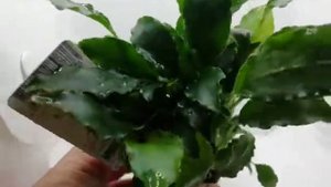 Schismatoglottis prietoi