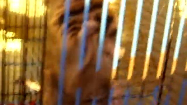 cili смотреть онлайн