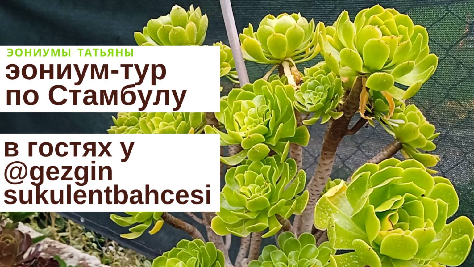 №165 Эониум тур в Турцию - 3