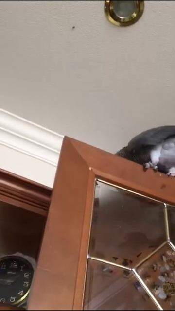 Тимоша хулиган 😁 смотреть онлайн