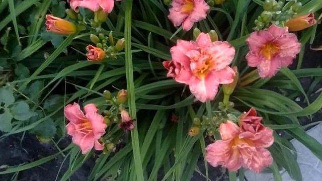 мои лилейники зацвели ещё не все хорошего вам всем настроения и красоты в душе .