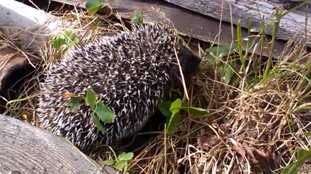 Ежата смотреть онлайн