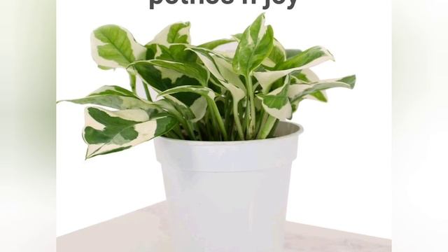 12 Different Kinds Of Pothos смотреть онлайн