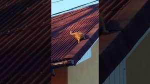 Домашняя белка