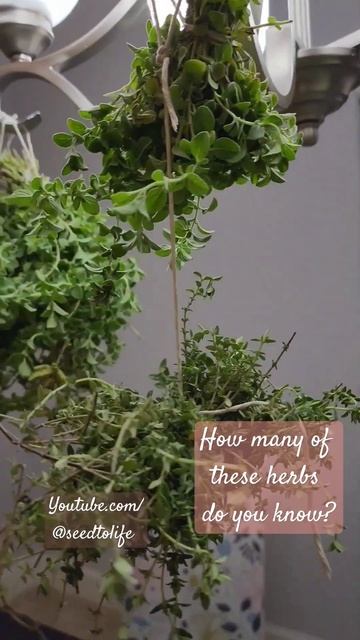 Harvesting Fresh Herbs for the Herb Mix #seedtolife смотреть онлайн