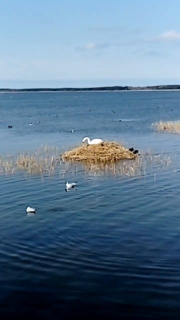 Лебединое гнездо. #estonia #nature #haapsalu #лебедь #природа смотреть онлайн