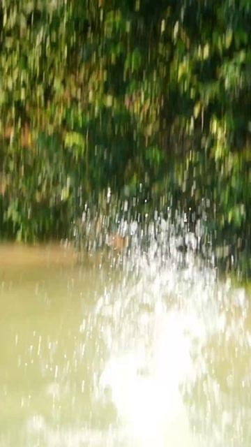 #monkey #highdive #bellyflop смотреть онлайн