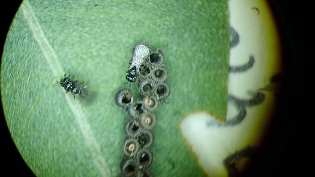 Scelionidae (parasitoid wasps) mating after hatching from Piezodorus lituratus eggs смотреть онлайн