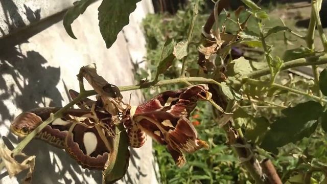 2020 Marzo 03 Pareja de Rothschildia Jacobaea copulando смотреть онлайн