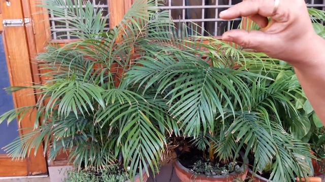 Care of Areca Palm in Summer || एरीका पाम की गर्मियों में देखभाल || Fun Gardening