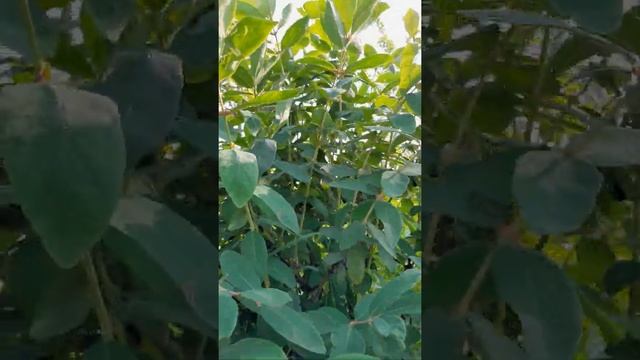 Honingbes 'Boreal Beast' смотреть онлайн