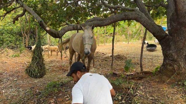 UM POUCO DO DIA ORGANIZANDO O CURRAL DO CAVALO смотреть онлайн