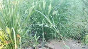 Пеннисетум Лисохвостный - хит для ландшафтного дизайна со злаковыми культурами! RoseBushes.ru