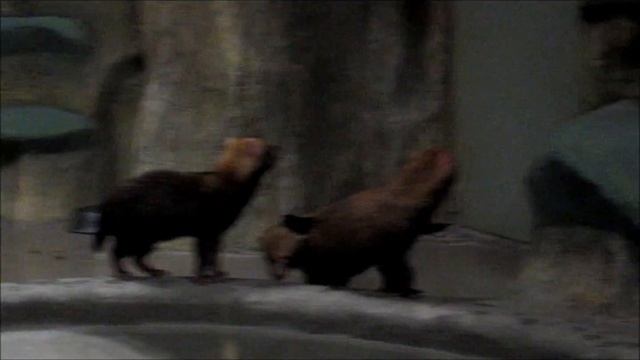 Кустарниковые собачки проснулись 22.10.17 смотреть онлайн