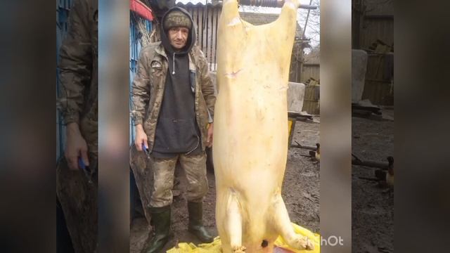 Смажений кабанчик смотреть онлайн