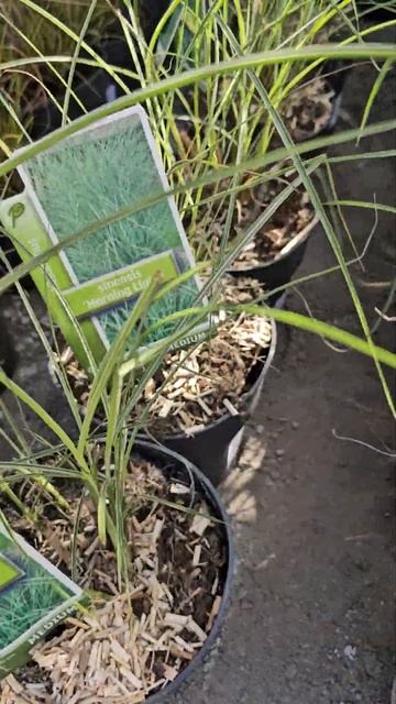 Купить Злаки Императа Мискантус Пеннисетум #злаки #императа #мискантус смотреть онлайн