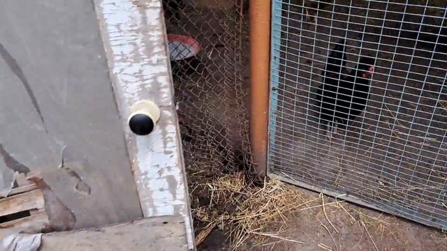 ІНДОКАЧКИ НЕСУТЬСЯ В ОДНЕ ГНІЗДО! ТОЛКУ НЕ БУДЕ. ЩО РОБИТИ ЯК РОЗСЕЛИТИ? смотреть онлайн