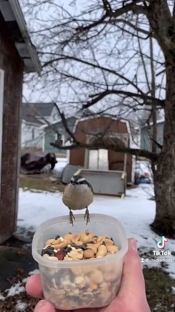 Nuthatch calling смотреть онлайн