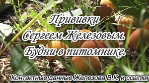 Прививки Сергеем Железовым. Будни в питомнике.