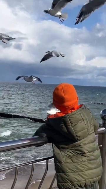 Чайки Зеленоградск смотреть онлайн