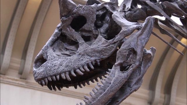 Carnotaurus, Etçil Boğa - Paleoprofile I смотреть онлайн